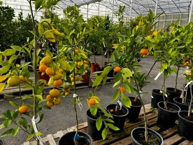 Agrumes rustiques près de Pertuis