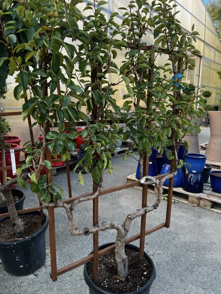 Location arbres près de Pertuis