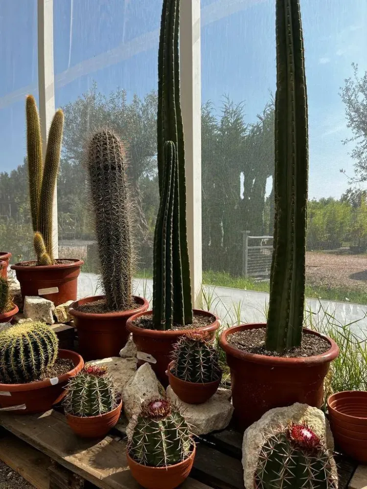 Livraison plantes près de Pertuis