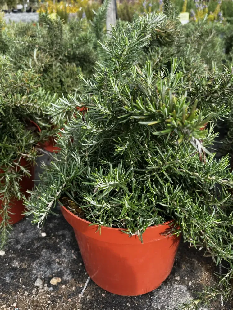 Vente plante extérieure près de Pertuis